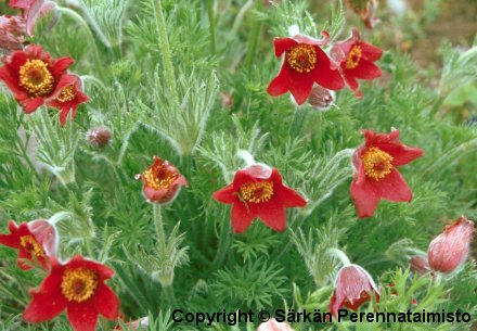  Pulsatilla vulgaris Rode Klokke